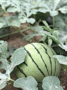 福山网红吃瓜,揭秘娱乐圈幕后真相