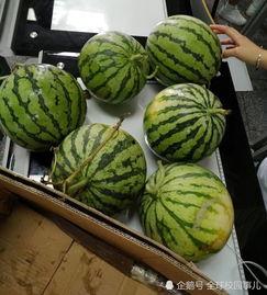 职业学校吃瓜,揭秘校园生活趣事