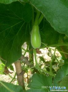 瓢葫芦瓜蒸着吃,传统食材的现代演绎