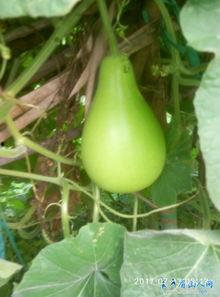 瓢葫芦瓜蒸着吃,传统食材的现代演绎