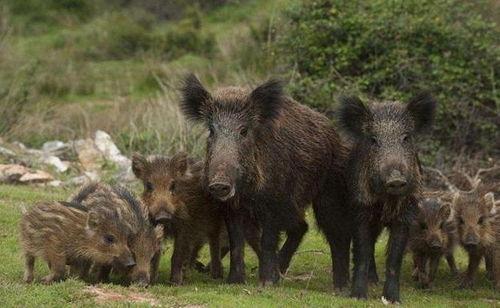南京野猪下山吃瓜