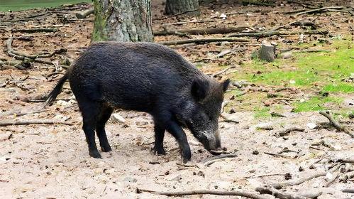 南京野猪下山吃瓜