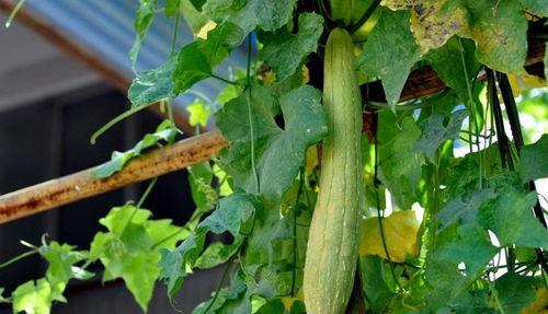 吃瓜上海麦,吃瓜群众的美食盛宴