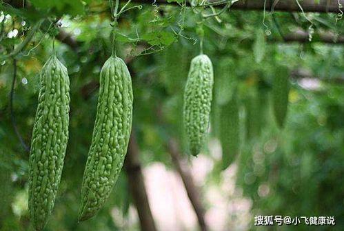 发烧可以吃凉瓜,凉瓜助力发烧康复