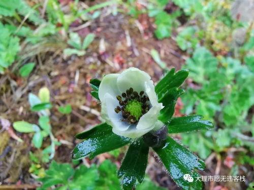 雾里看花渴了吃瓜