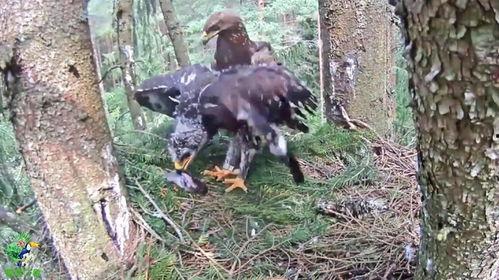 雏鹰吃瓜,成长之旅开启新篇章