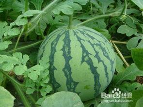 吃瓜可以去火吗怎么吃的,吃瓜去火，清凉一夏的秘诀