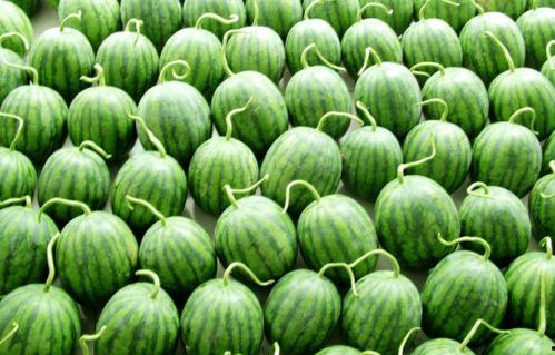 洋人吃啥瓜,探寻异国瓜果文化之旅