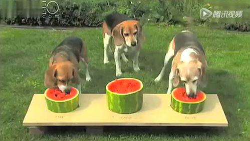 狗狗吃瓜比赛图片大全